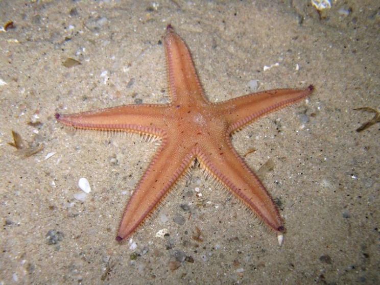 Astropecten irregularis (Pennant, 1777)